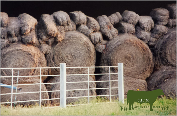 Lazy Heart D Bison/Beefmasters photo